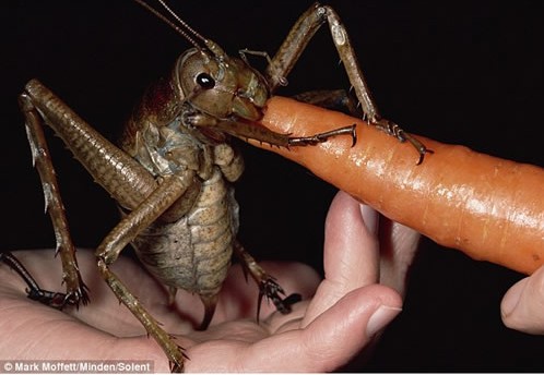 ��Ȥ���� �����ϵ�������Ｏ�ϣ�ͼ��