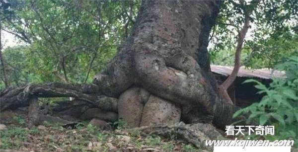 ���������̫�������Ǵ���Ȼ̫����