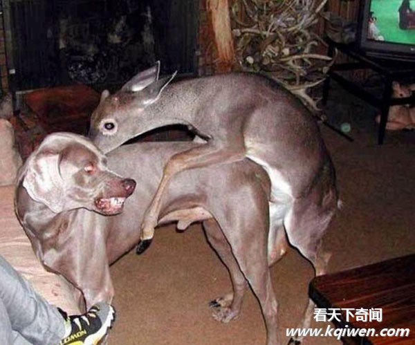 �����İ��ĳ��ͳ��� ǿ����������ͼ�̵�(��ͼ)