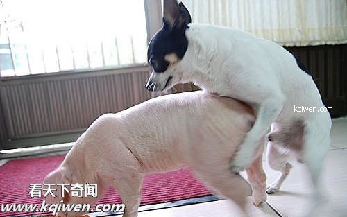 ɵ��������ɫ����ɱ